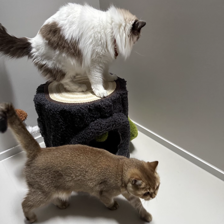 Contemporary Creative Round Medium-Density Fiberboard Velvet Fabric Sisal 1/2-Condo 1-Perch Cat Tree For Bedroom Cuvalon