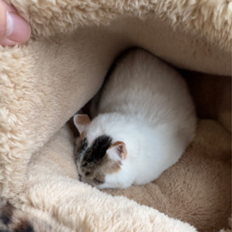 Contemporary Creative Round Arctic Fleece Long-Pile Plush Lambswool PP Cotton Colorful Warmth Pet Cat Bed Dog Bed For Bedroom Cuvalon