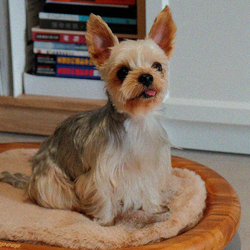 Modern Minimalist Oval Solid Wood Velvet Cat Claw Leather Pet Dog Bed & Cat Bed For Bedroom Cuvalon