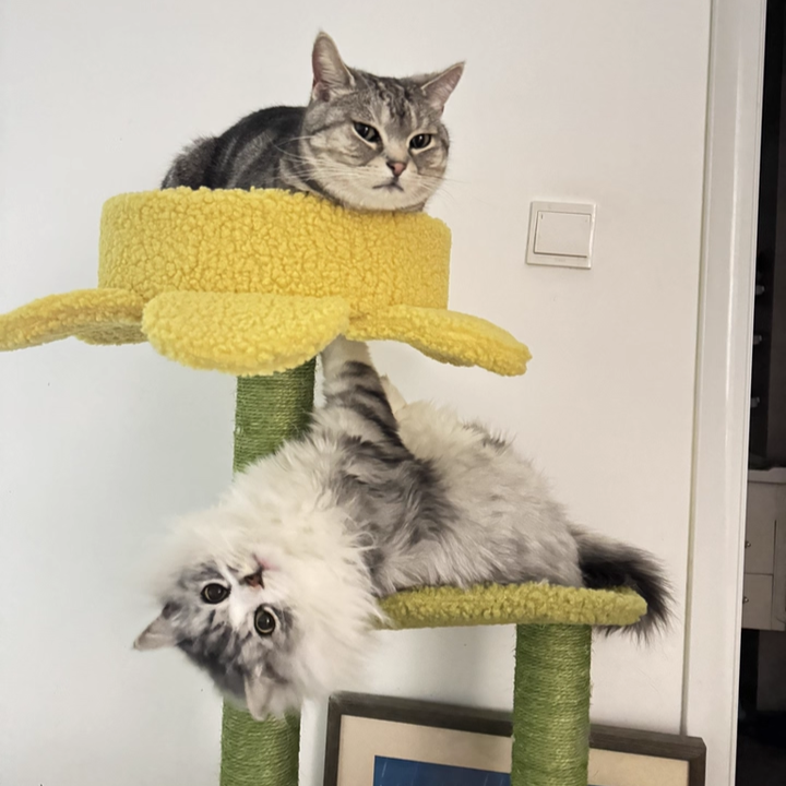 Contemporary Creative Round Particleboard Velvet Fabric Hemp Rope Cat Tree For Living Room Cuvalon