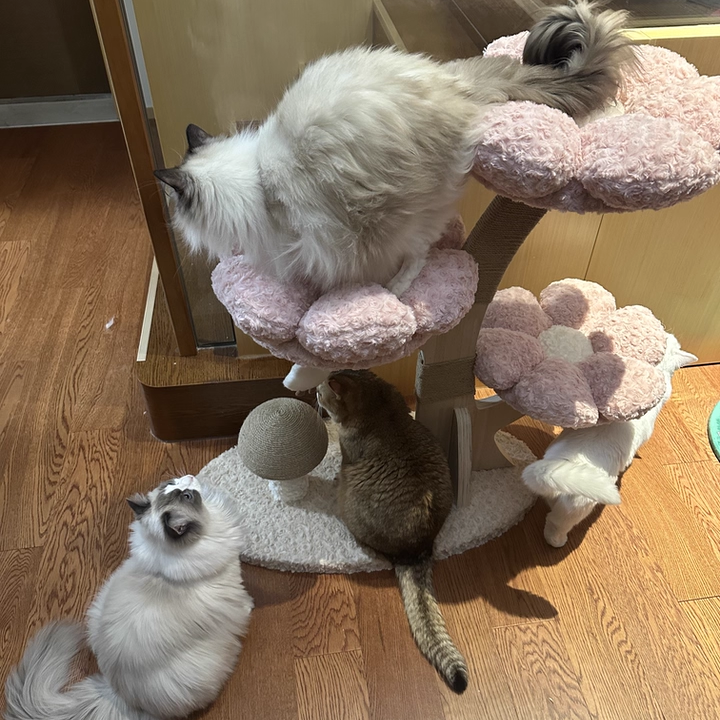 Contemporary Creative Round Multi-layer Solid Wood Panel Medium-Density Fiberboard Velvet Fabric Jute Cat Tree For Living Room Cuvalon