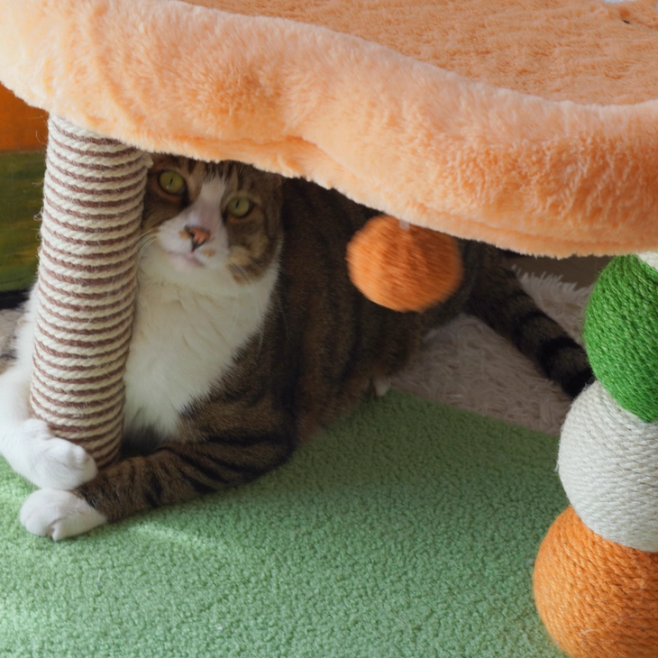 Contemporary Creative Round Particleboard Velvet Fabric Hemp Rope Paper Tube Fruit-Themed Cat Tree For Living Room Cuvalon