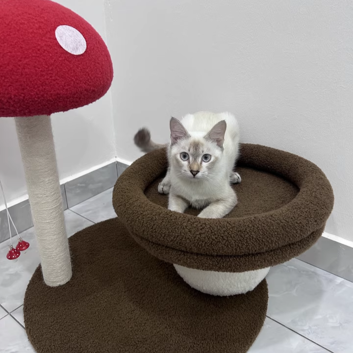 Contemporary Creative Round Medium-Density Fiberboard Velvet Fabric Foam Sisal Mushroom-Shaped Cat Tree For Living Room Cuvalon