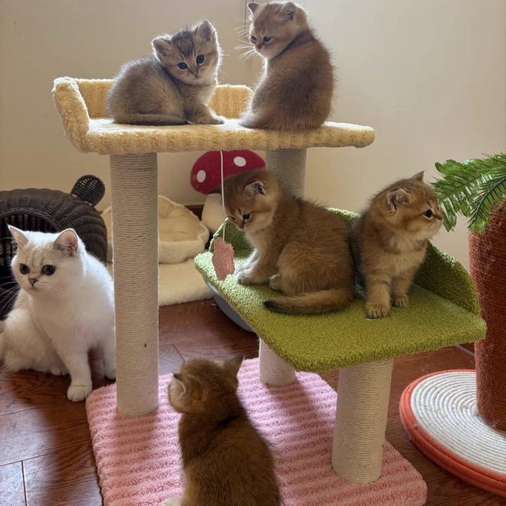 Contemporary Creative Square Medium-Density Fiberboard Polyester Fiber Hemp Rope Cat Tree 3-Tier For Living Room Cuvalon
