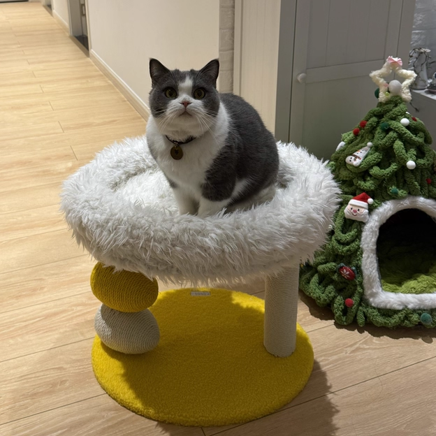 Contemporary Creative Round Particleboard Velvet Fabric Hemp Rope Cat Tree 2-Tier For Living Room Cuvalon