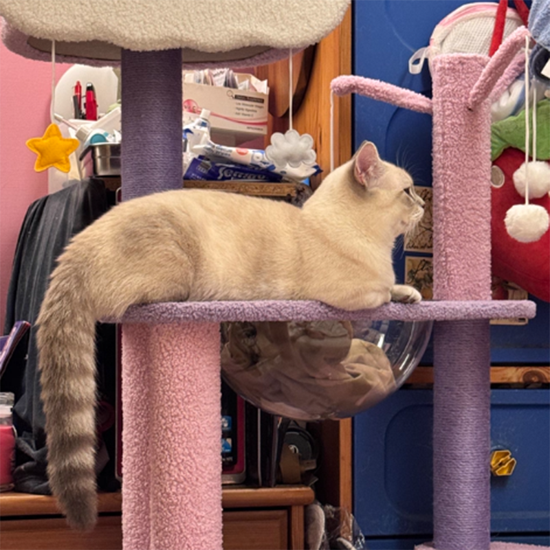 Contemporary Creative Round Particleboard Velvet Fabric Sisal Multi-Functional Star-Moon Cat Tree For Living Room Cuvalon