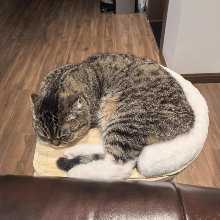 Contemporary Scandinavian Rectangular Medium-Density Fiberboard Hemp Mat Sisal Cat Tree For Living Room Cuvalon