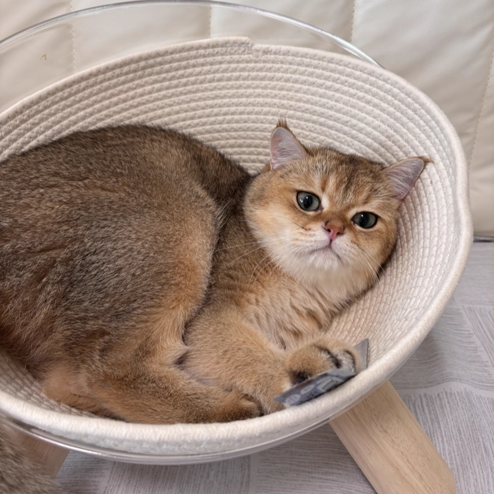 Contemporary Scandinavian Round Rubberwood PET Iron Clear Cat Bed For Bedroom Cuvalon