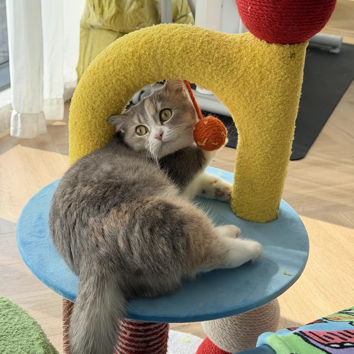 Contemporary Creative Round Medium-Density Fiberboard Velvet Fabric Hemp Rope Paper Tube Cat Tree 2-Tier For Living Room Cuvalon