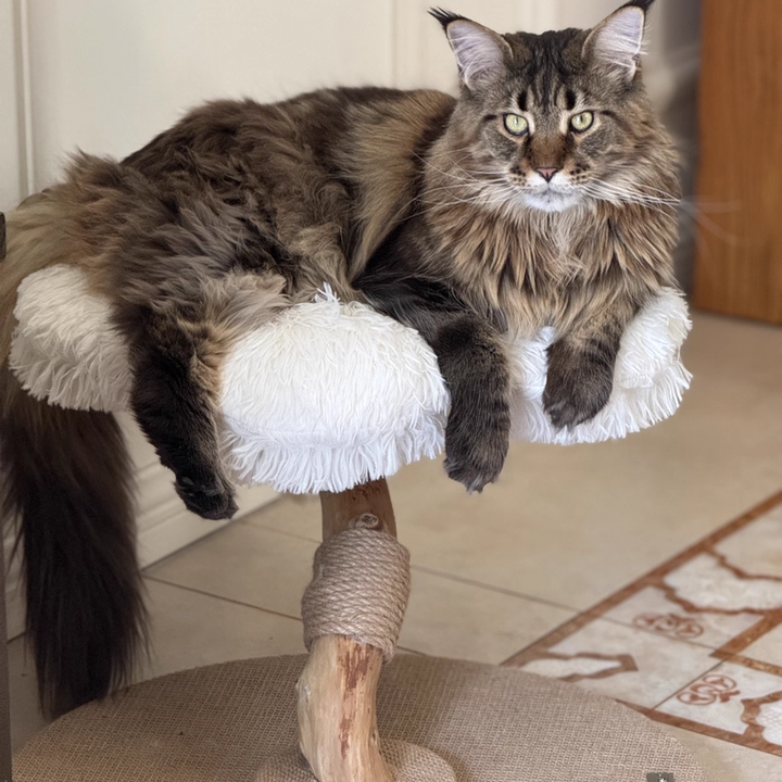 Contemporary Scandinavian Round Particleboard Natural Fruitwood Velvet Fabric Hemp Rope Cat Tree 2-Tier For Living Room Cuvalon