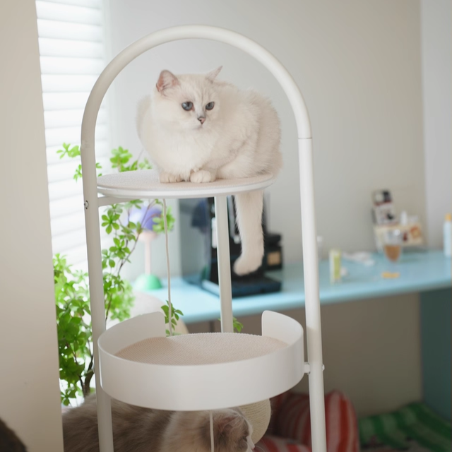 Contemporary Scandinavian Round Solid Pine Wood Medium-Density Fiberboard Iron Sisal Acrylic Cat Tree 5-Tier For Living Room Cuvalon
