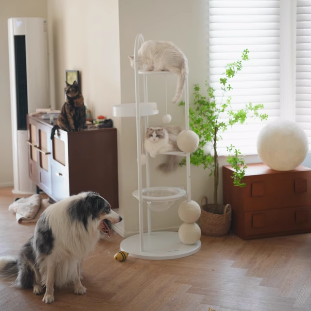 Contemporary Scandinavian Round Solid Pine Wood Medium-Density Fiberboard Iron Sisal Acrylic Cat Tree 5-Tier For Living Room Cuvalon