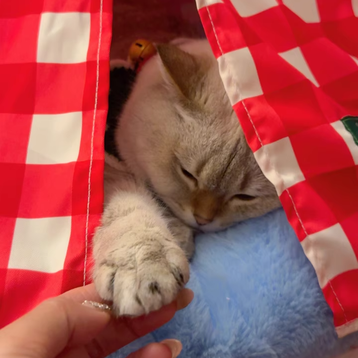 Contemporary Creative Triangle Velvet Linen Polyester Christmas Tent Cat Bed For Bedroom Cuvalon