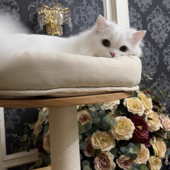 Contemporary Scandinavian Rectangular Rubberwood Pine Wood Pillar Corduroy Kraft Paper Rope Acrylic Cat Tree 5-Tier For Bedroom Cuvalon