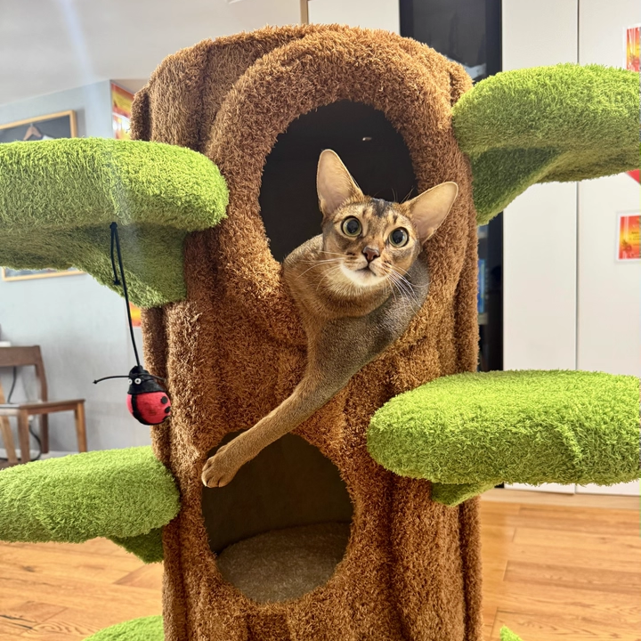 Contemporary Creative Round Particleboard Medium-Density Fiberboard Velvet Fabric Sisal Tree-Shape Cat Tree 6-Condo 12-Perch For Living Room Cuvalon