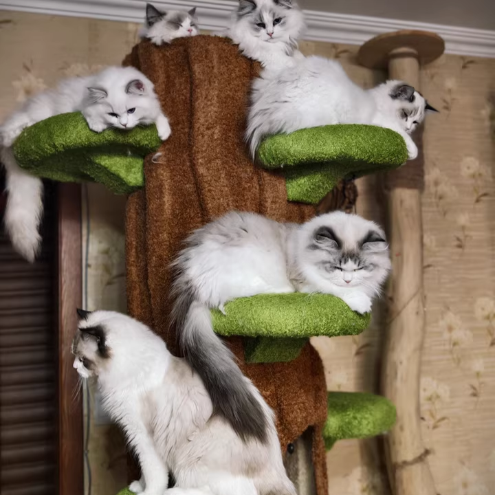Contemporary Creative Round Particleboard Medium-Density Fiberboard Velvet Fabric Sisal Tree-Shape Cat Tree 6-Condo 12-Perch For Living Room Cuvalon
