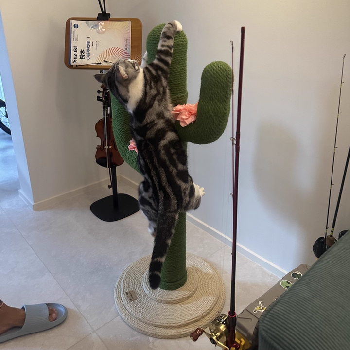 Contemporary Creative Round PVC Plastic Velvet Fabric Hemp Rope Cactus Cat Scratching Post 1-Condo 1-Perch For Bedroom Cuvalon
